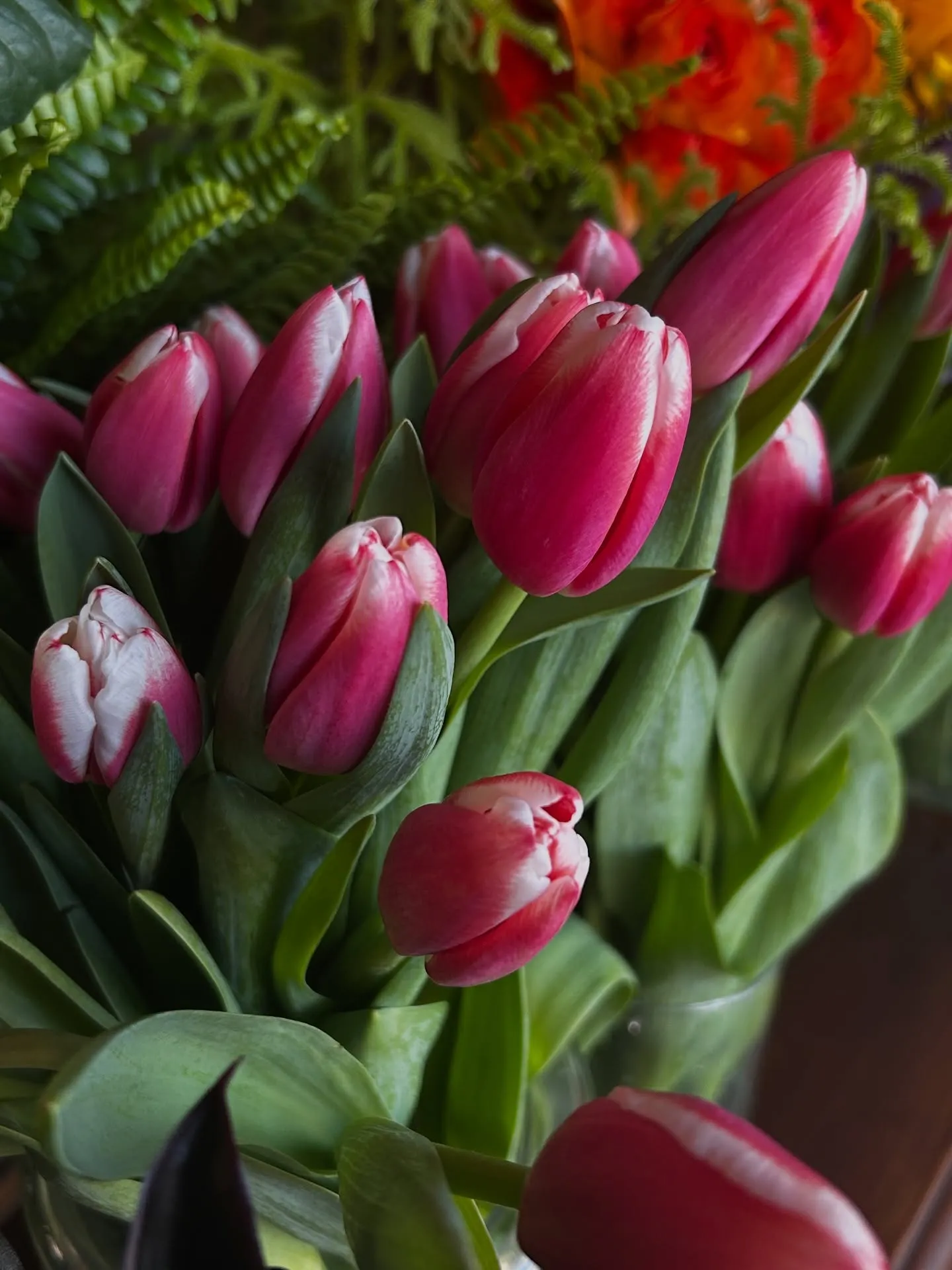 本日の新入りたち。